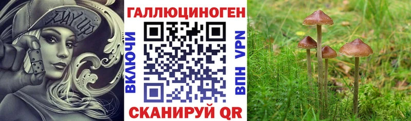 Галлюциногенные грибы Psilocybe  Бабаево 